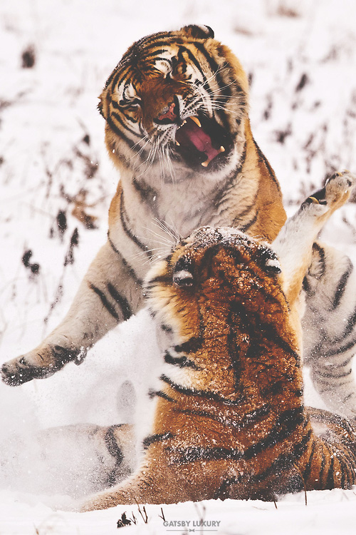 tiger power beautiful-wildlife-photography-great-gatby-lifestyle-winter